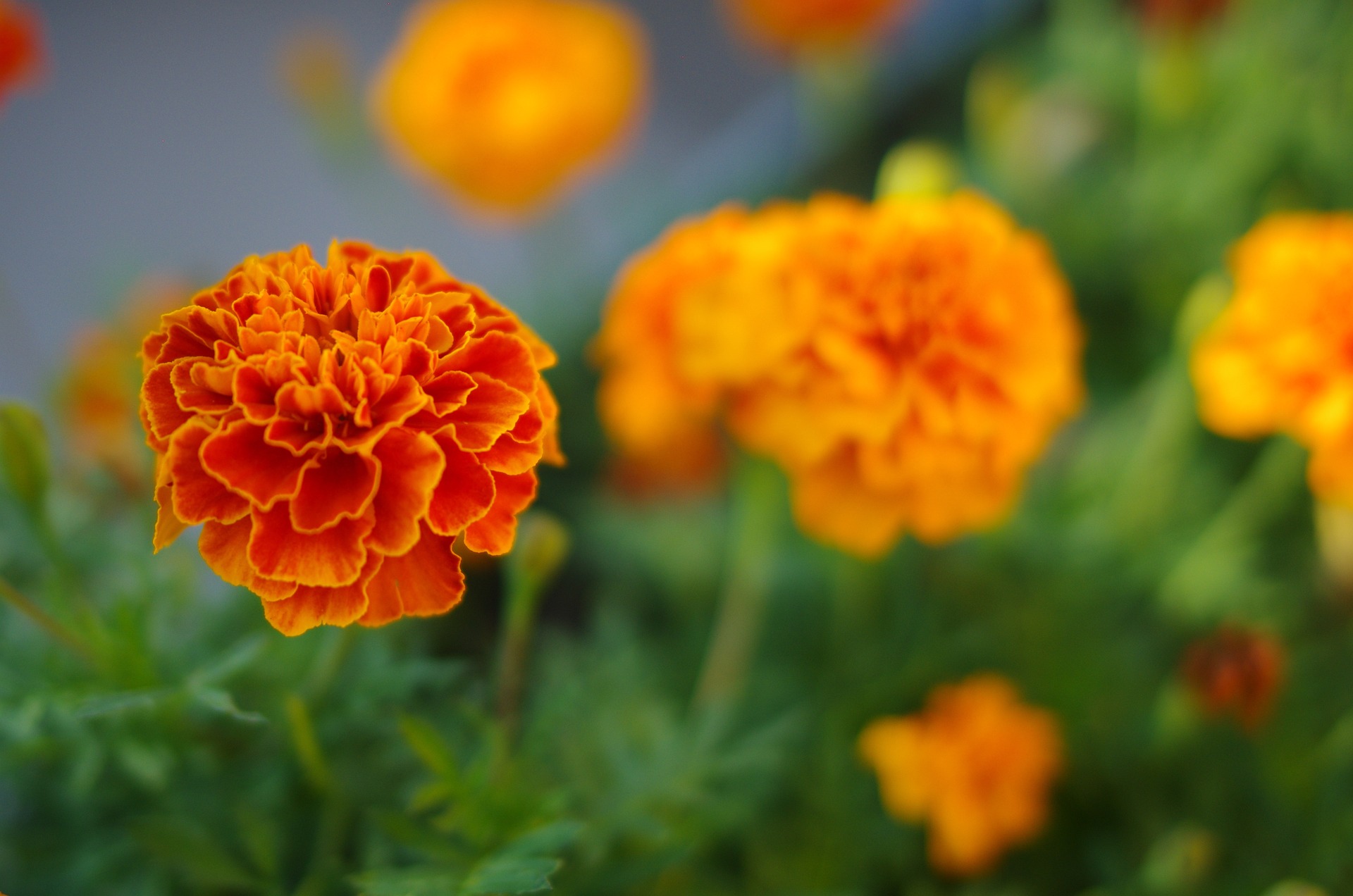 Close-up of bright orange marigold flower in the garden.